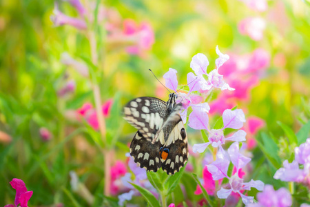 七彩花上只美丽的蝴蝶