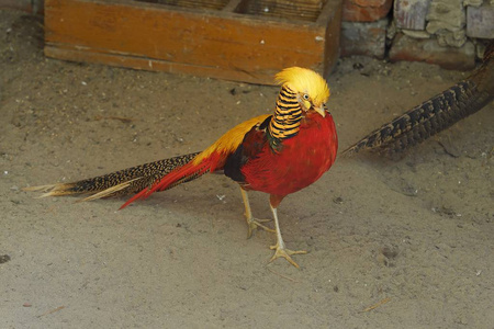 在动物园里的鸟在动物园里美丽的鸟红雉照片