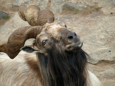 好奇的 markhor 普拉法尔科内里 关闭