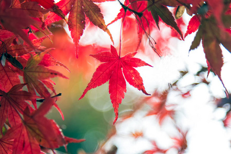 日本之间 9 月至 11 月每年春秋季节红枫叶