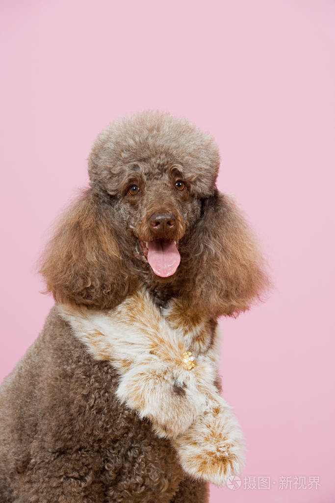 狮子狗穿皮草围巾