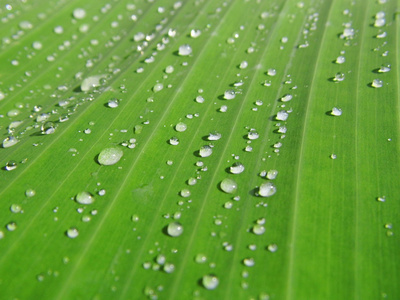 香蕉叶背景与雨滴