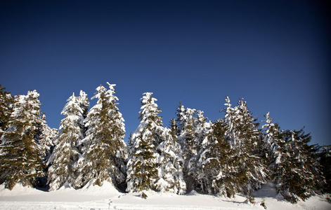 冬季景观与雪杉树