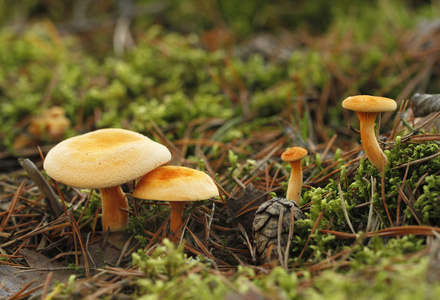 虚假的蘑菇，Hygrophoropsis 蛙