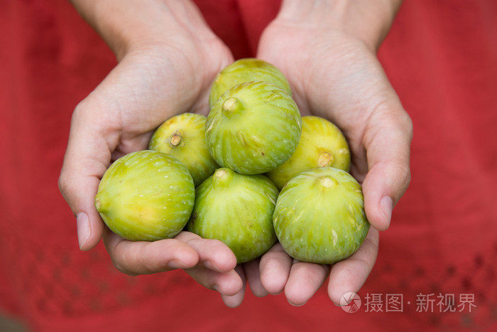 充满绿色无花果的女人手