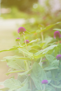 世界各地苋菜或 gomphrena 棕囊藻花