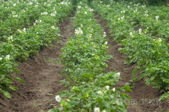 绿色土豆生长在花园里