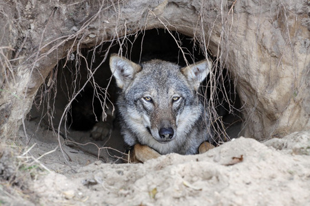 老鼠在洞里图片-老鼠在洞里素材-老鼠在洞里插画-摄图新视界