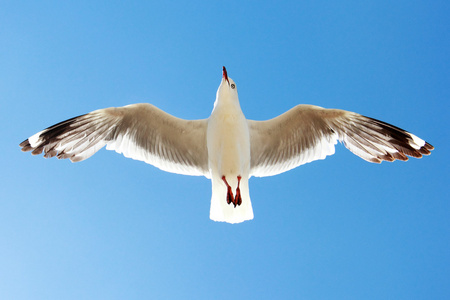 一只鸟在天空中飞得很高照片