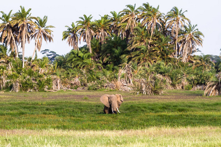 在沼泽里的非洲大象。安博塞利，肯尼亚