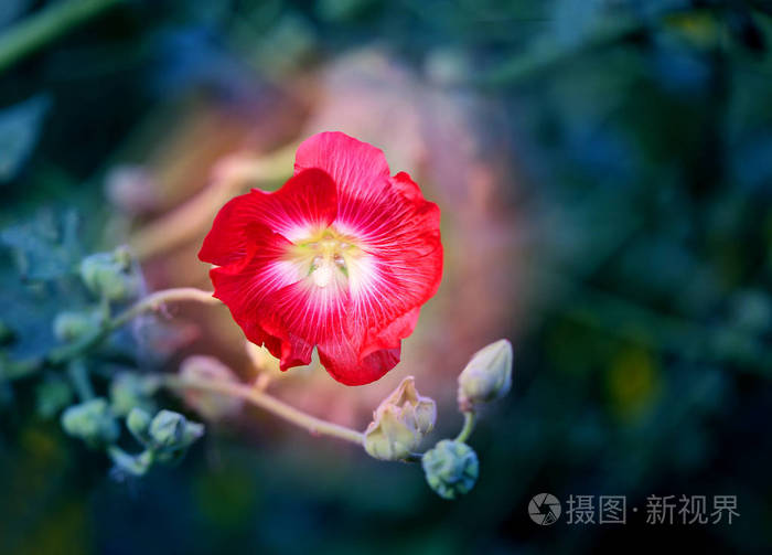 美丽的红锦葵属植物花的照片照片 正版商用图片0da5s6 摄图新视界