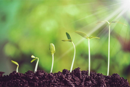 展开地球新生命的成长照片