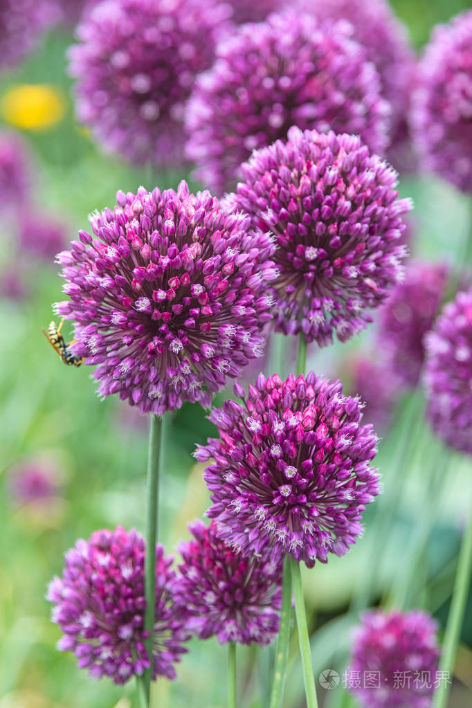 花序的大蒜花
