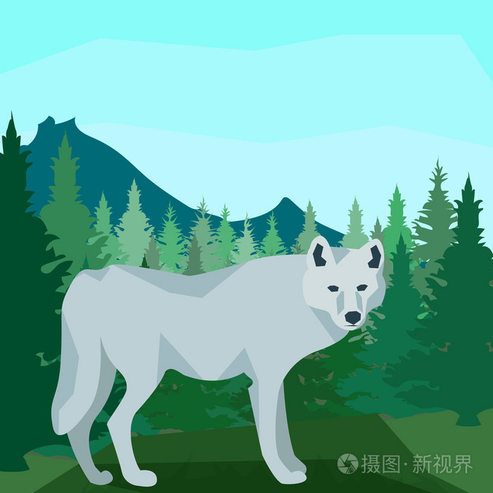 针叶林中的狼动物和自然