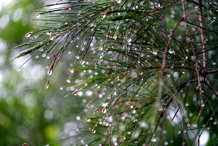 在松树的叶子上在意形象的美丽的雨滴