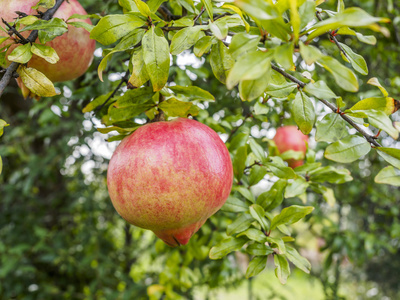 石榴树的水果成熟的石榴果番石榴隔离在白色背景两个