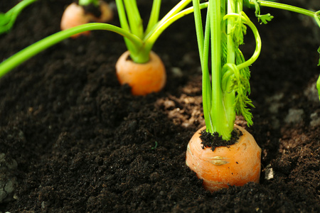 在土壤中的年轻胡萝卜的特写