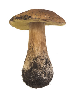 单牛肝菌蘑菇