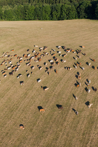 牛群的夏天绿色领域的鸟瞰图