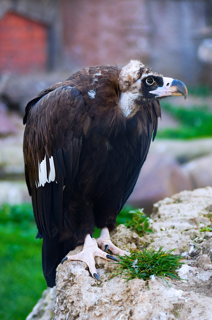 黑美洲鹫在野生动物
