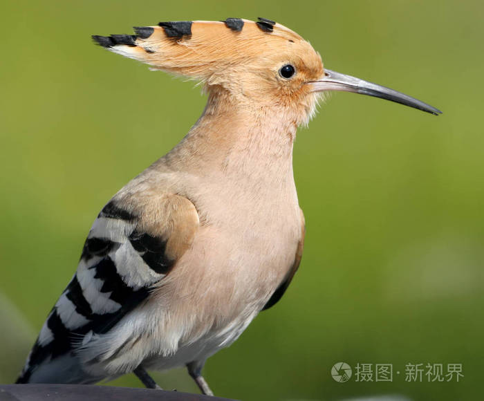 一个戴胜额外关闭了上好的模糊背景画像照片 正版商用图片0danmz 摄图新视界 一个戴胜额外关闭了上好的模糊背景画像照片 正版商用图片0danmz 摄图新视界