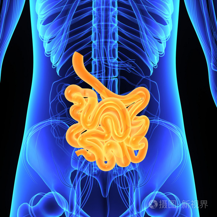 小肠解剖生理结构图图片