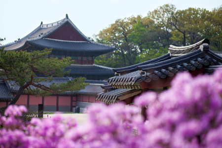 杜鹃在韩国首尔的changdeokung宫开花