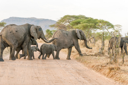 非洲大象在塞伦盖蒂国家公园