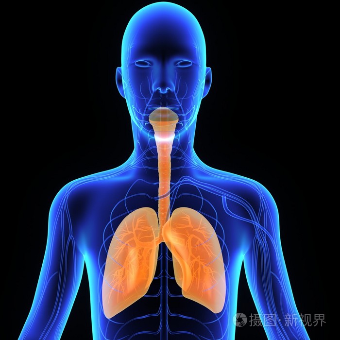 人类的肺 人体解剖学照片 正版商用图片0dapgn 摄图新视界 人类的肺 人体解剖学照片 正版商用图片0dapgn 摄图新视界