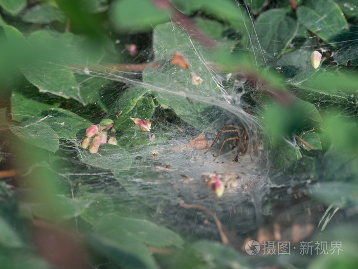 漏斗网蜘蛛-隙蛛 labyrinthica