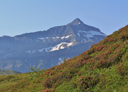 奥尔登峰和草甸与 Alpenrosen 的高峰