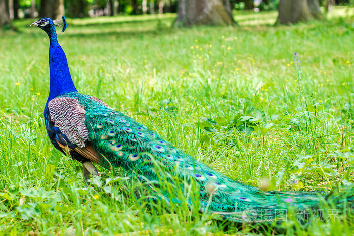 走在公园的绿色草地上的蓝孔雀