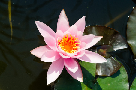 道教中莲花图片