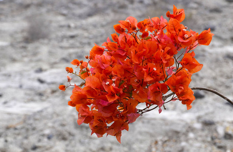灰色模糊背景上的红色叶子花.bougainvillea.floral 背景照片