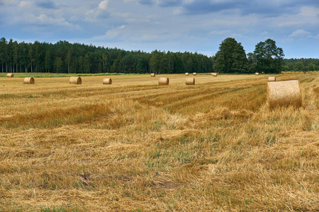 成堆的秸秆和青干草在波兰，夏末的麦田