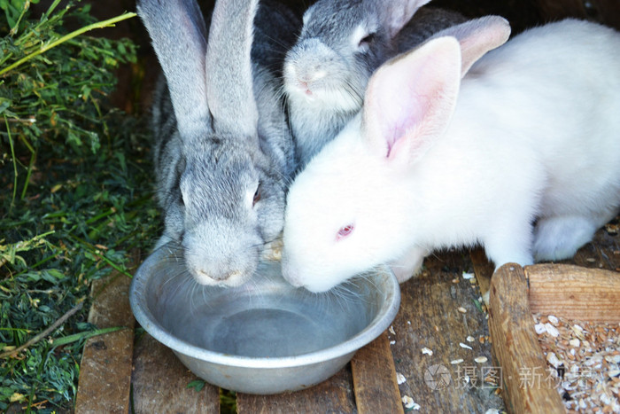 3只兔子喝碗里的水
