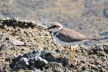 小圈charadriusdubius