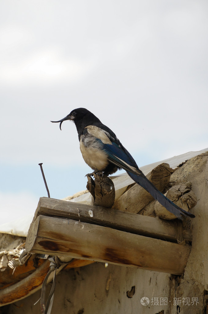 黑喜鹊在拉达克的嘴扭曲异食癖有味