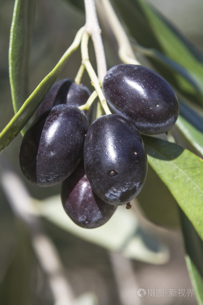 黑橄榄