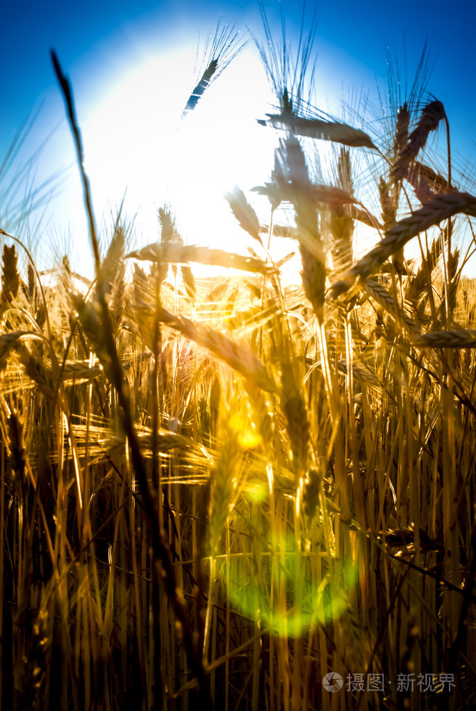 麦田在晴朗的一天的日出