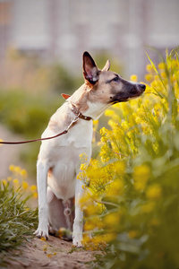狗的气味为黄色的花