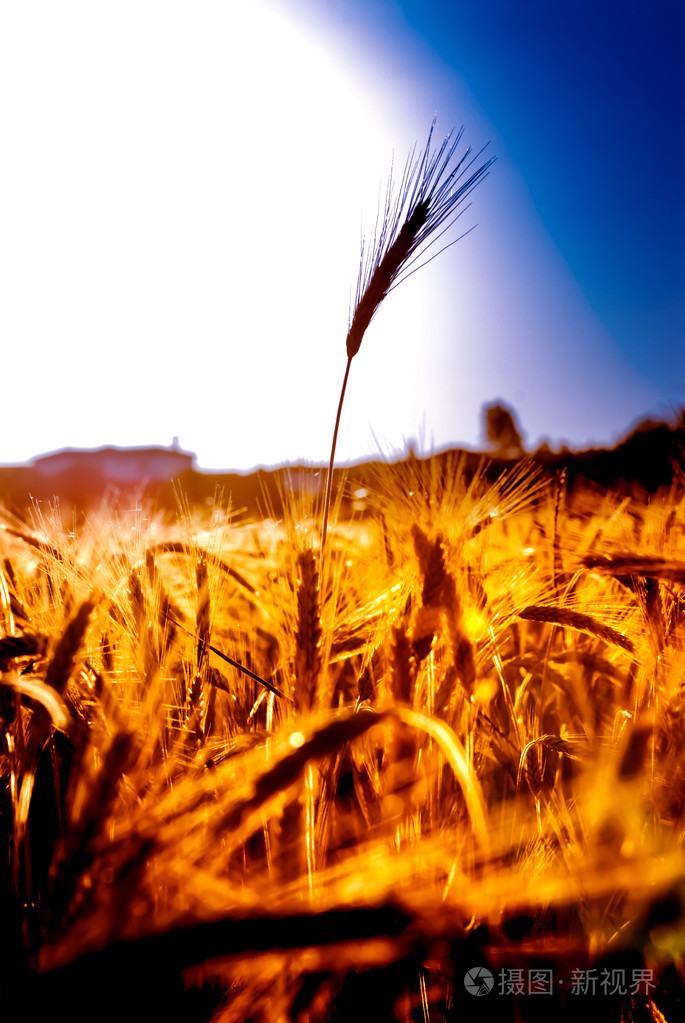麦田在晴朗的一天的日出