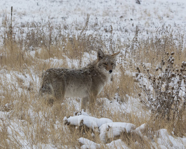 打呵欠的土狼图片