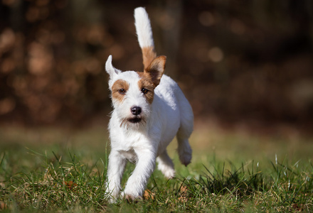 纯种杰克罗素梗犬