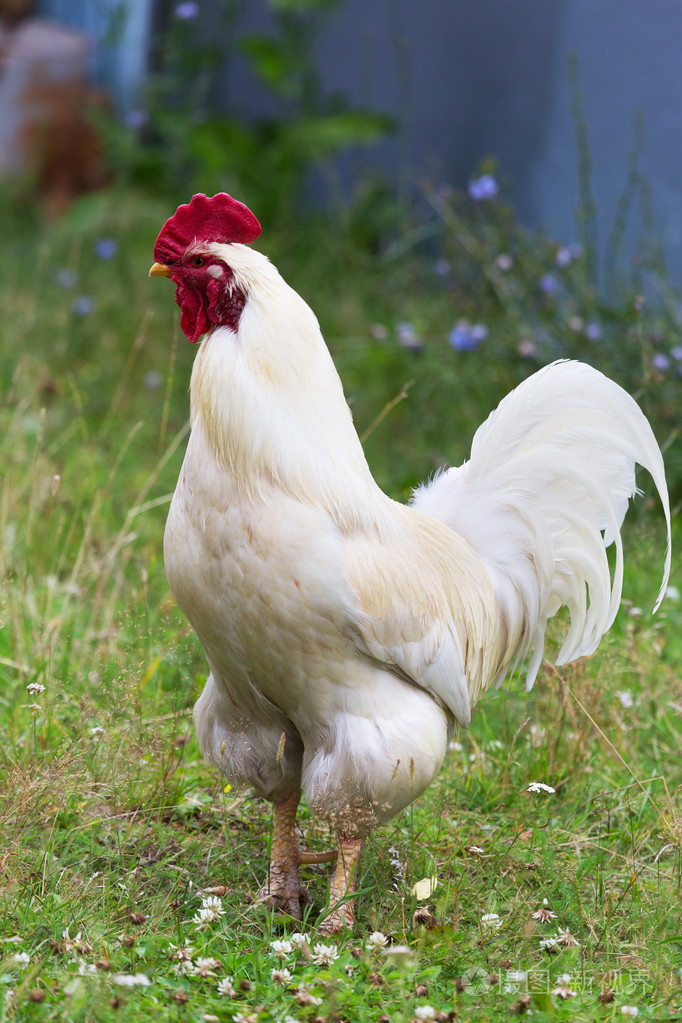 在传统的散养家禽农场的母鸡和公鸡