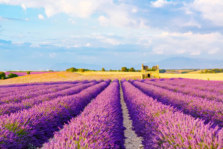 在普罗旺斯，法国的 valensole 附近的薰衣草田