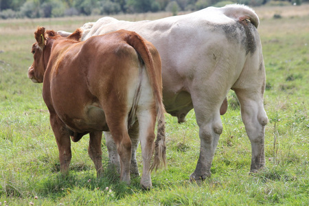 公牛和母牛图片