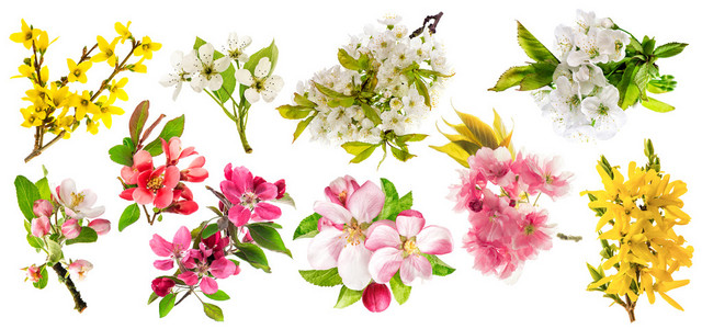苹果树上花图片 苹果树上花素材 苹果树上花插画 摄图新视界 苹果树上花图片 苹果树上花素材 苹果树上花插画 摄图新视界
