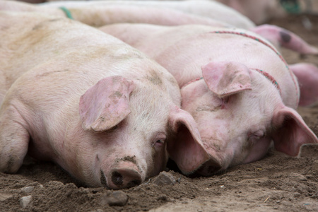 泥猪粉红色的猪在泥浆里打滚照片