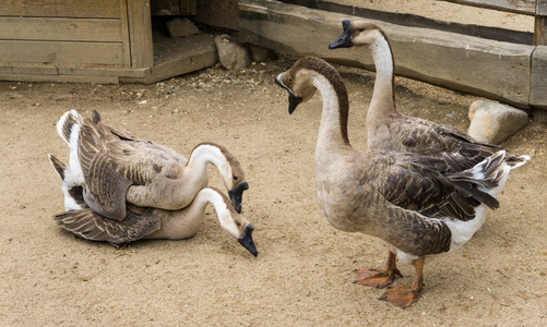 全球海洋观测系统交配繁殖鹅鸟照片